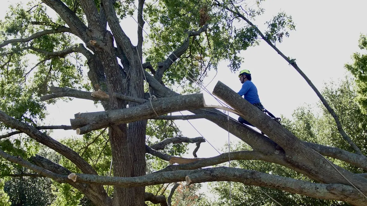 Professional Crown Thinning performed by certified arborists in Mount Sinai