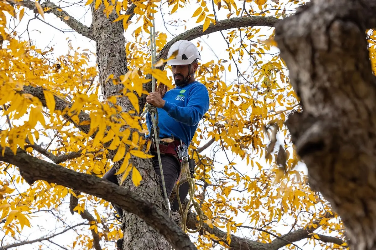 Skilled Tree Planing crew working in Mount Sinai