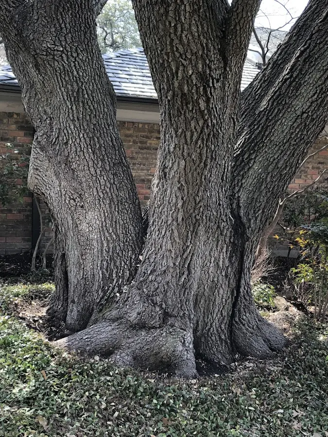 Mature heritage tree close to a Mount Sinai property cared for by certified arborists